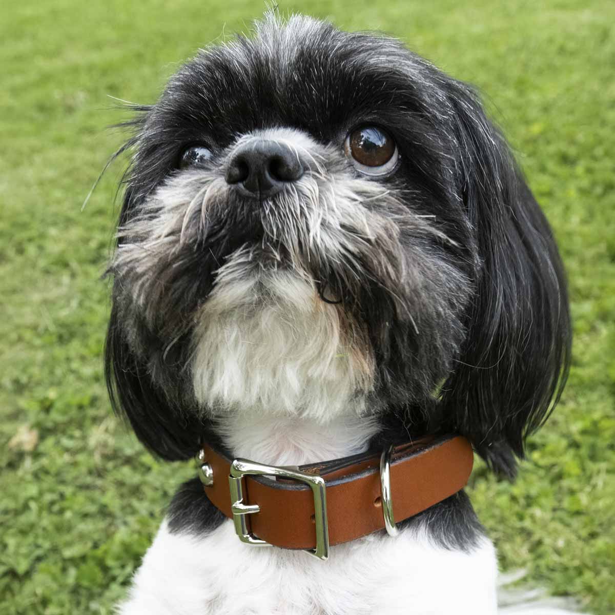 Leather Dog Collar Kit