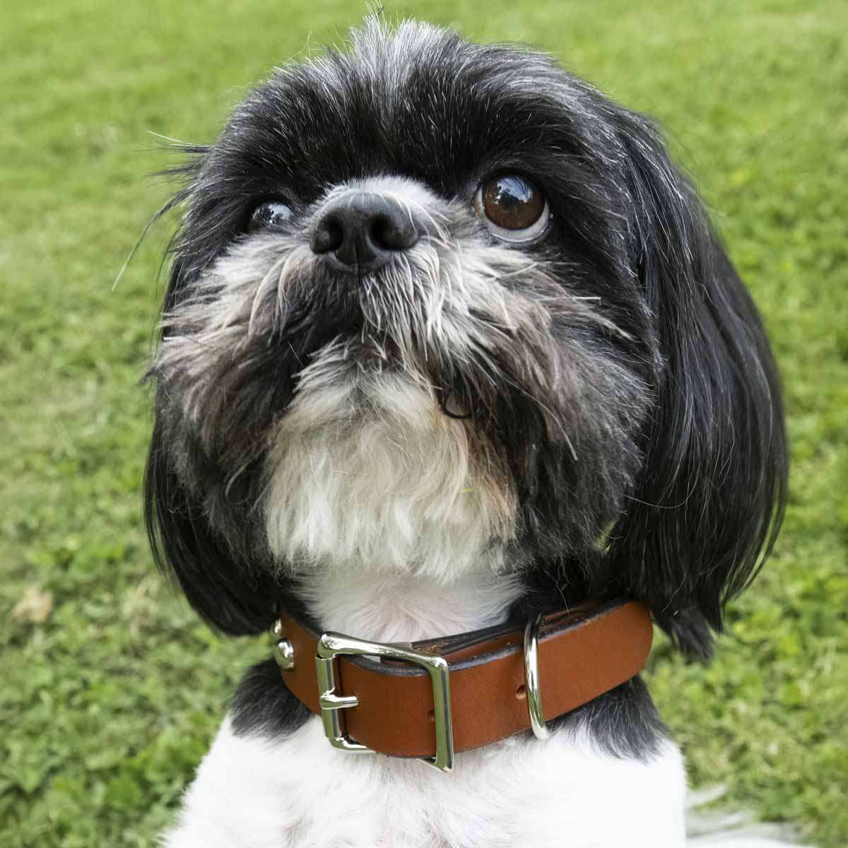 Leather Dog Collar Kit