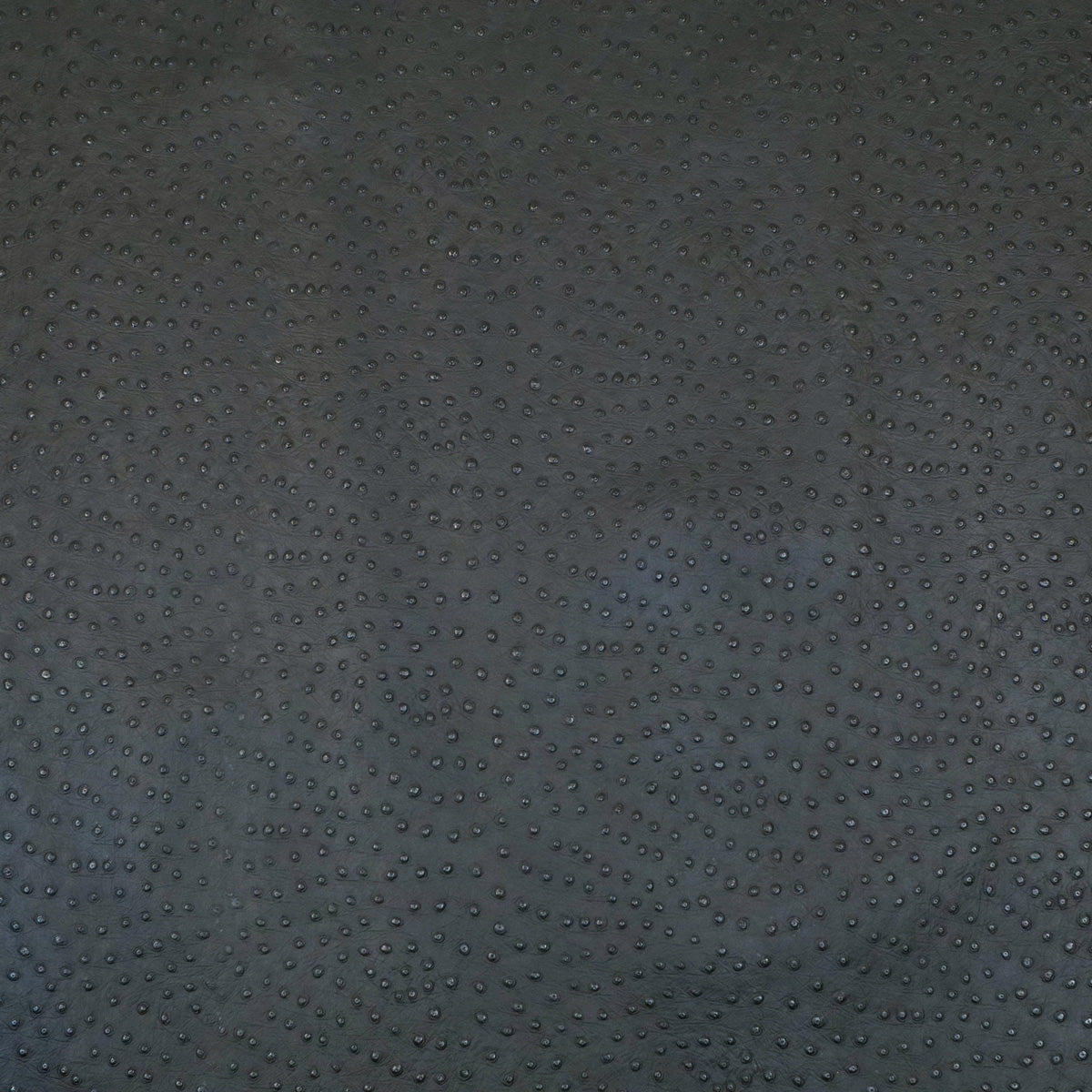 62-40.SLC.02.jpg Ostrich Print on Cow Sides - Black Image