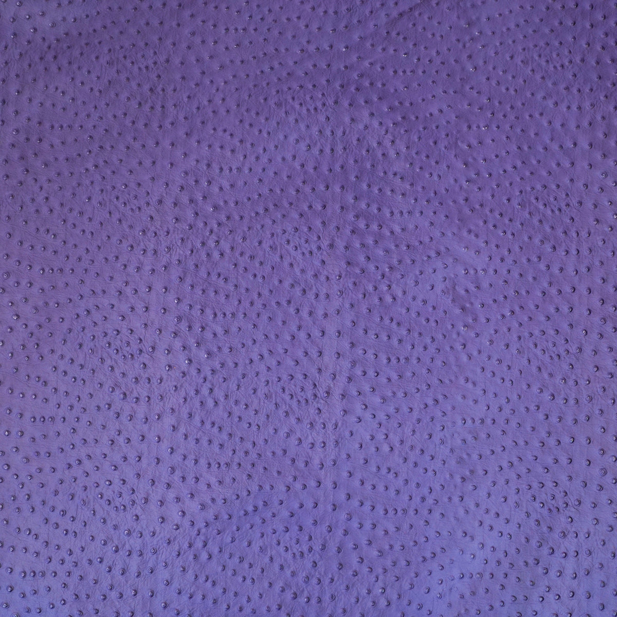 62-49.SLC.02.jpg Ostrich Print on Cow Sides - African Violet Image