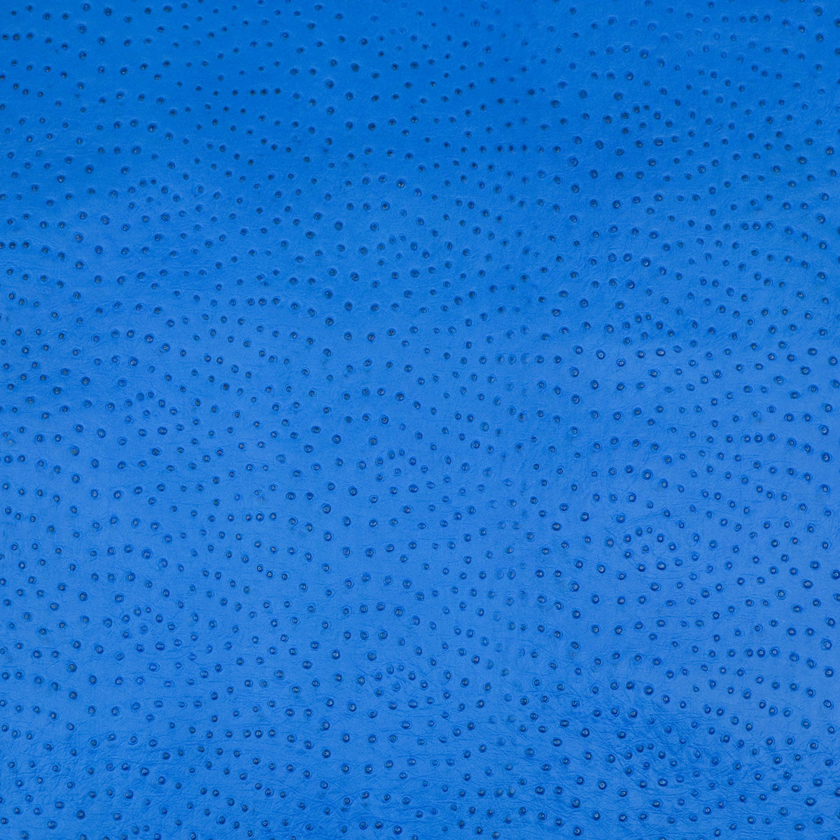 62-69.SLC.03.jpg Ostrich Print on Cow Sides - Royal Blue Image