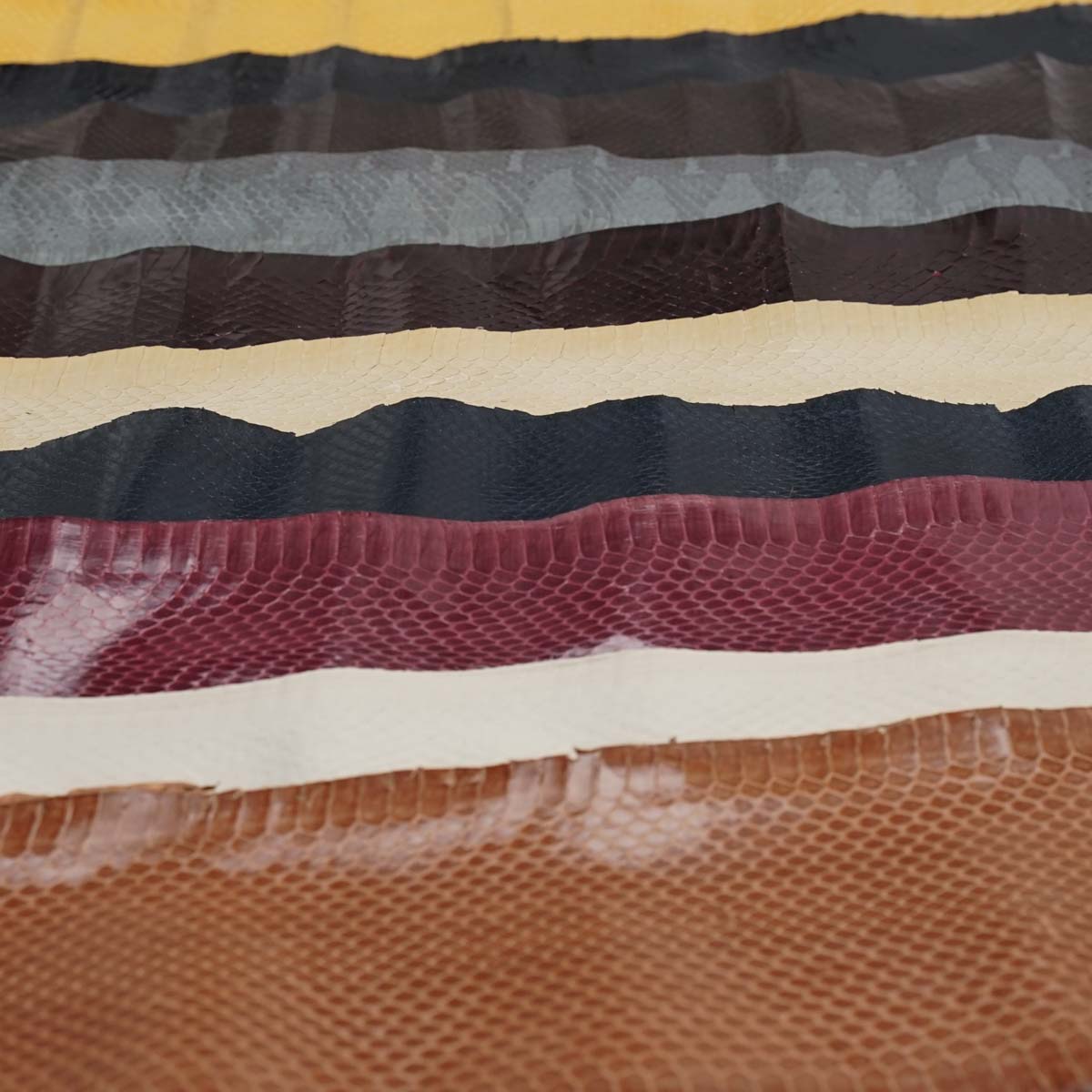 Whipsnake 5 Pack