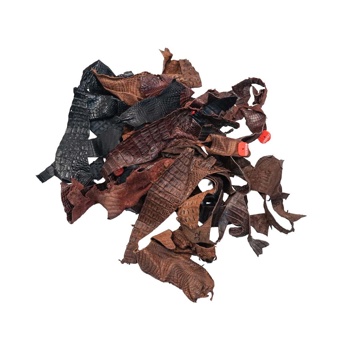 2lb Caiman Remnants