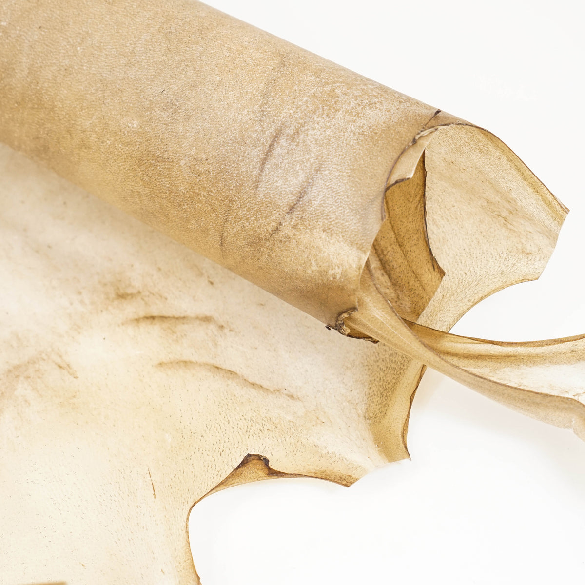 Goat Rawhide - Large, additional view 3