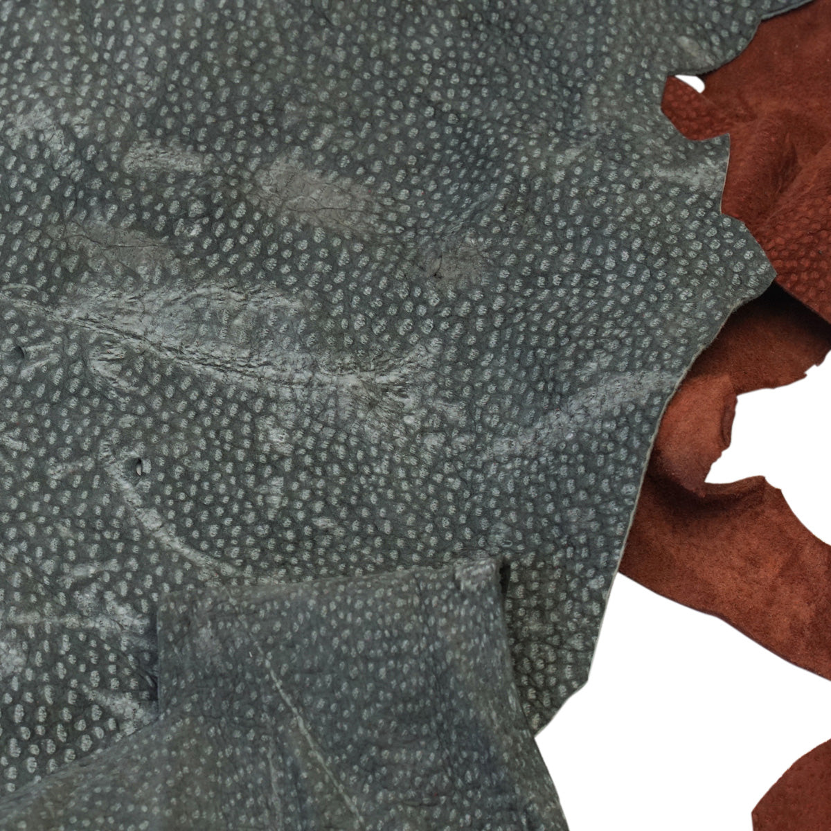 825-1001.SLC.01.jpg 2lbs Carpincho (Capybara) Remnants Image