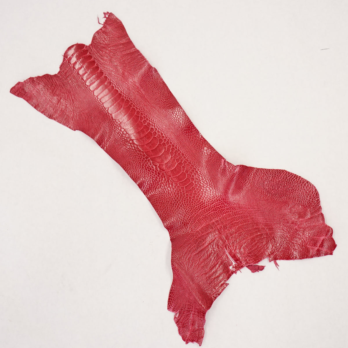 63-30502.SLC.2.jpg Ostrich Leg - Lathyrus Image