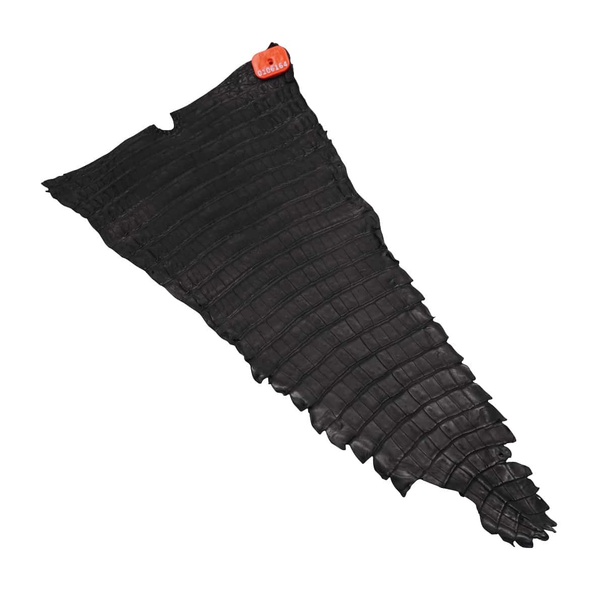 NCROC.Black.Belly.02.jpg Nile Crocodile Tails Image