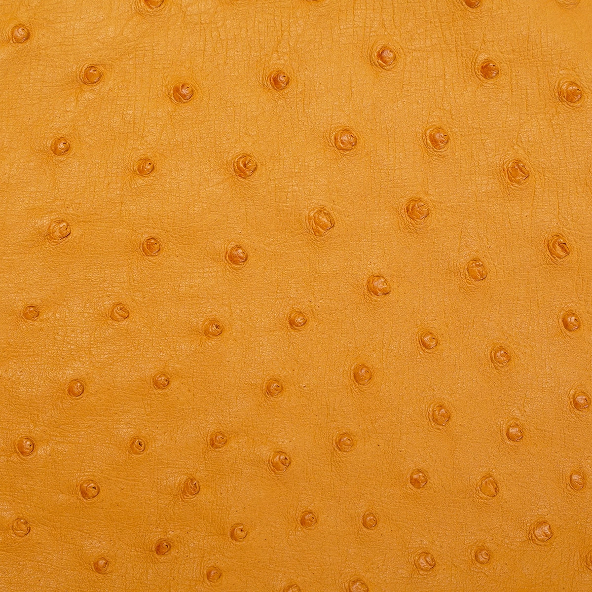 OSTH.Buttercup.02.jpg Ostrich Hides Image