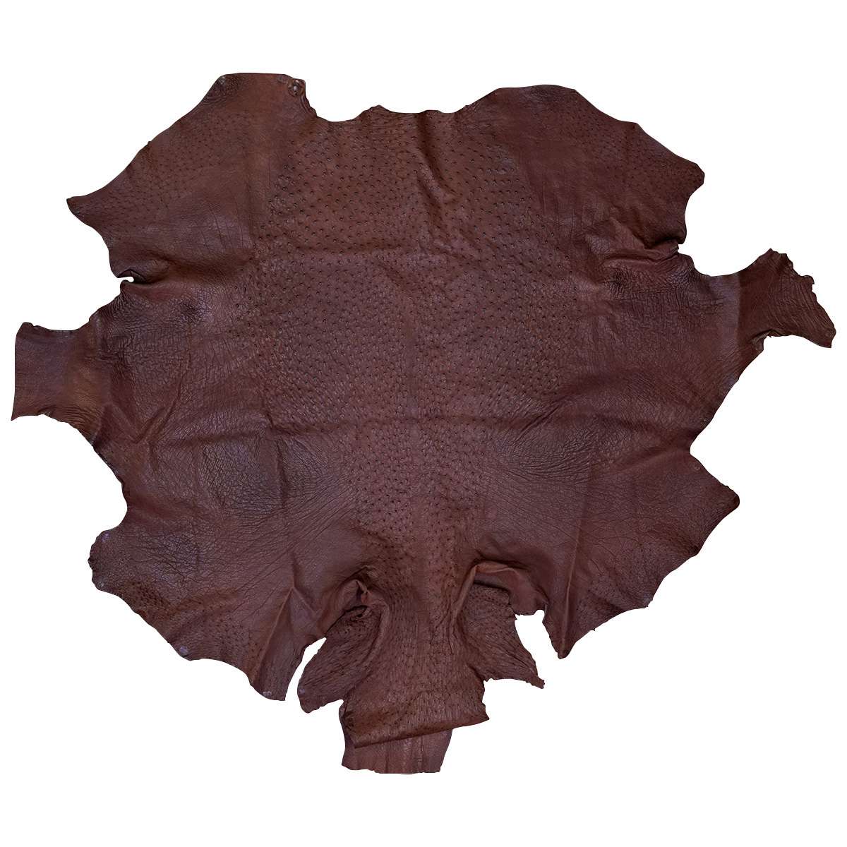 OSTH.Kango Tobac.01.jpg Ostrich Hides Image