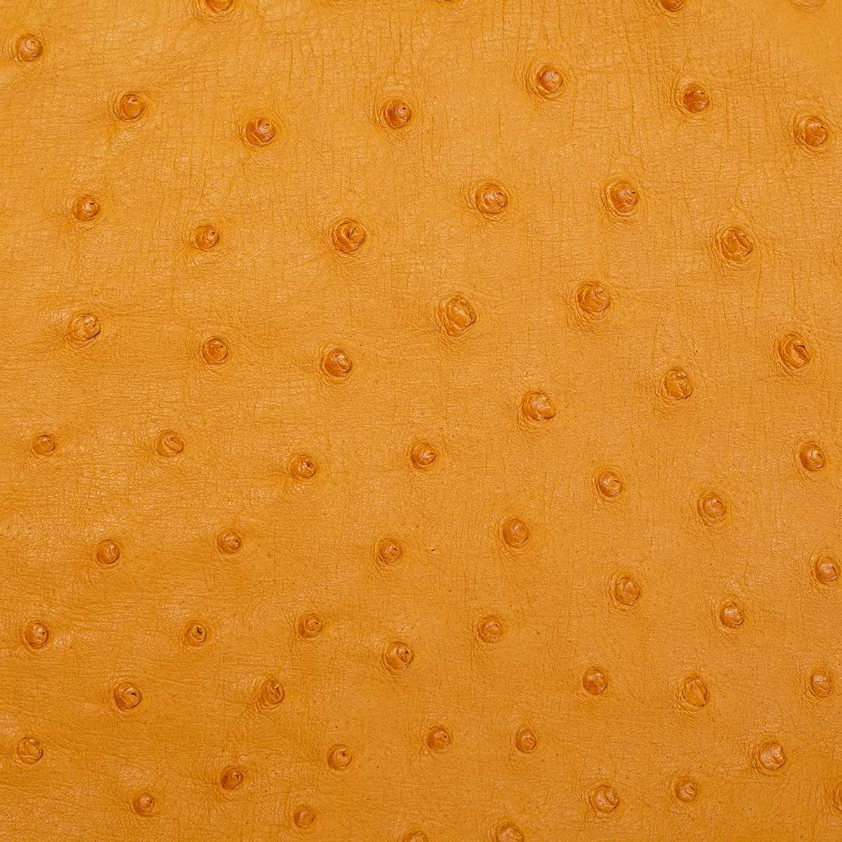 OSTH.Buttercup.02.jpg Ostrich Hides Image