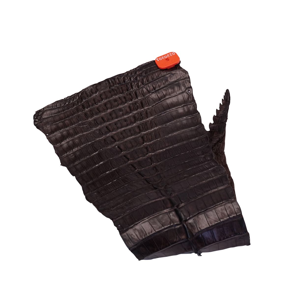 NCROC.Brown.Hornback.01.jpg Nile Crocodile Tails Image