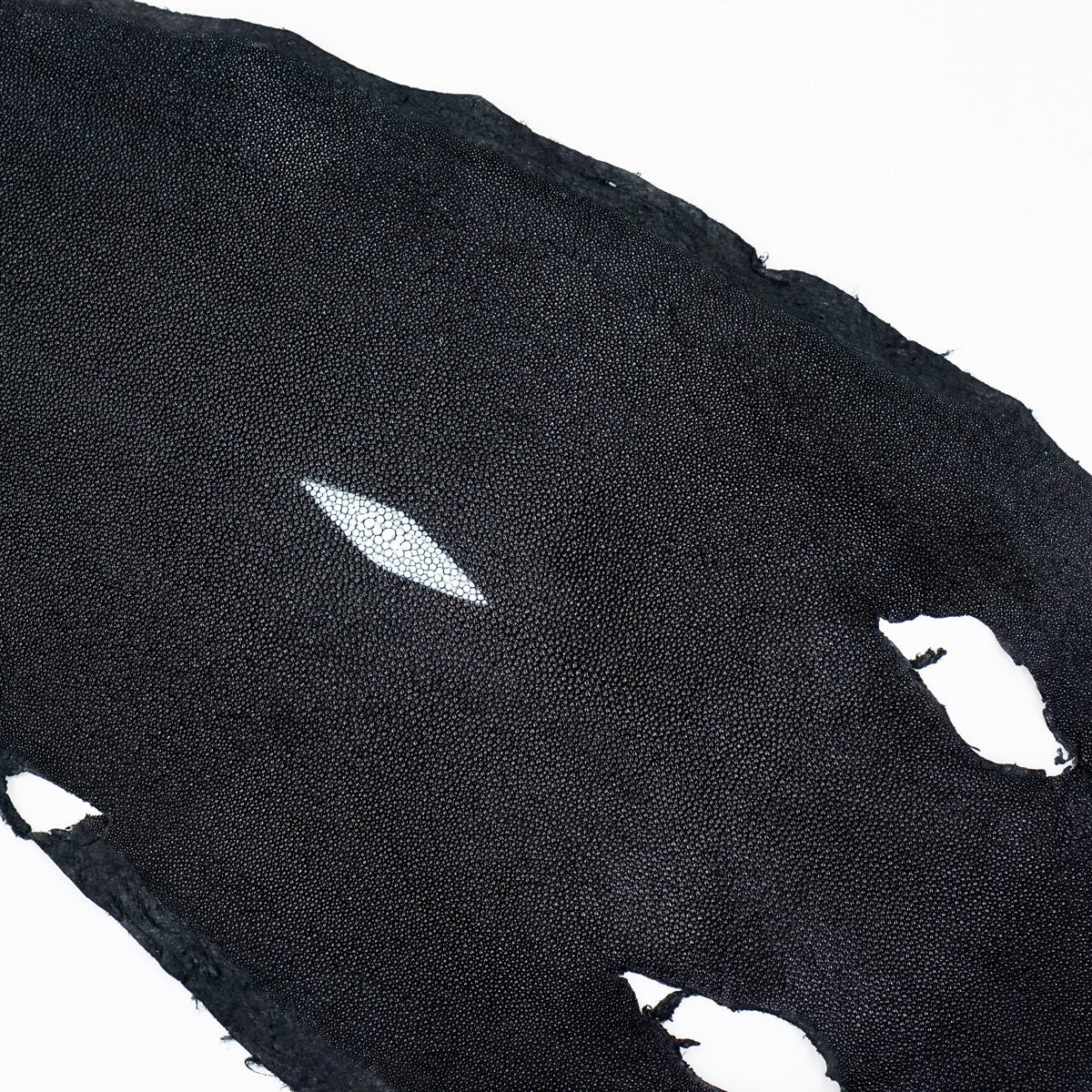 39-82009.SLC.1.jpg Large Black Stingray Image