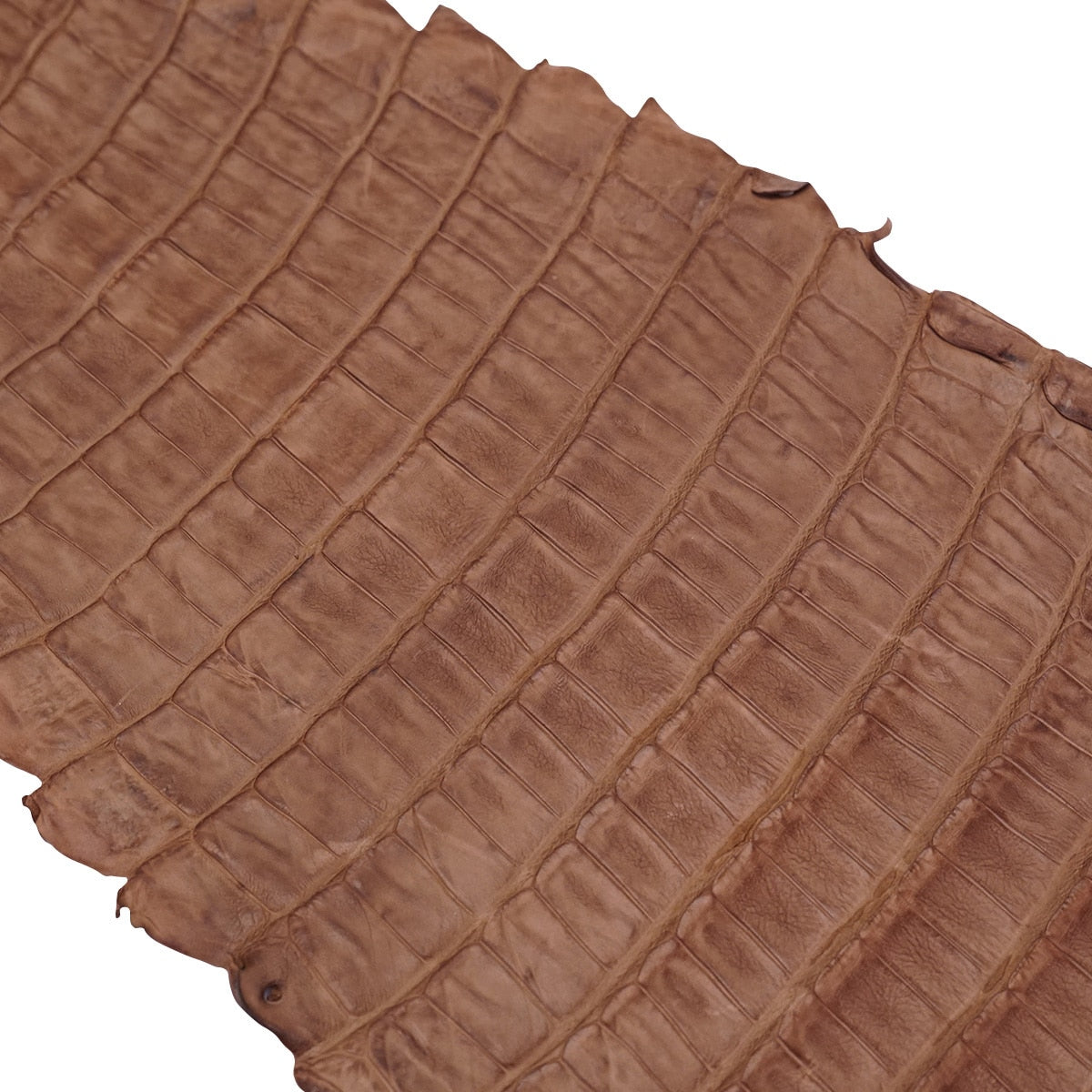 NCROC.Vintage Tan.Belly.03.jpg Nile Crocodile Tails Image
