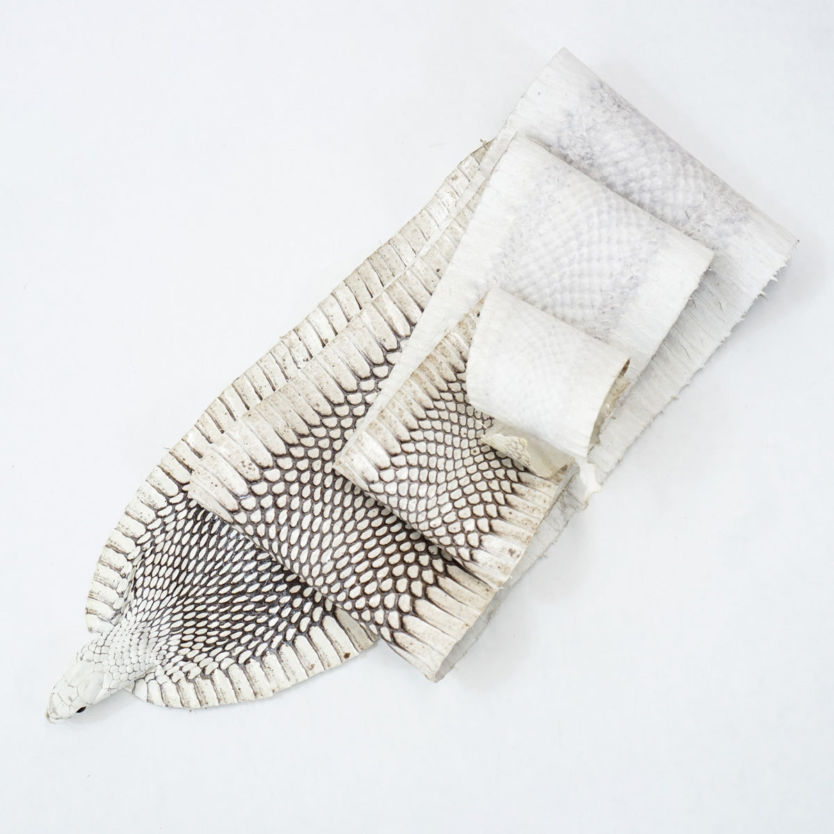 39-1.SLC.3.jpg Natural Cobra Skin with Head Image