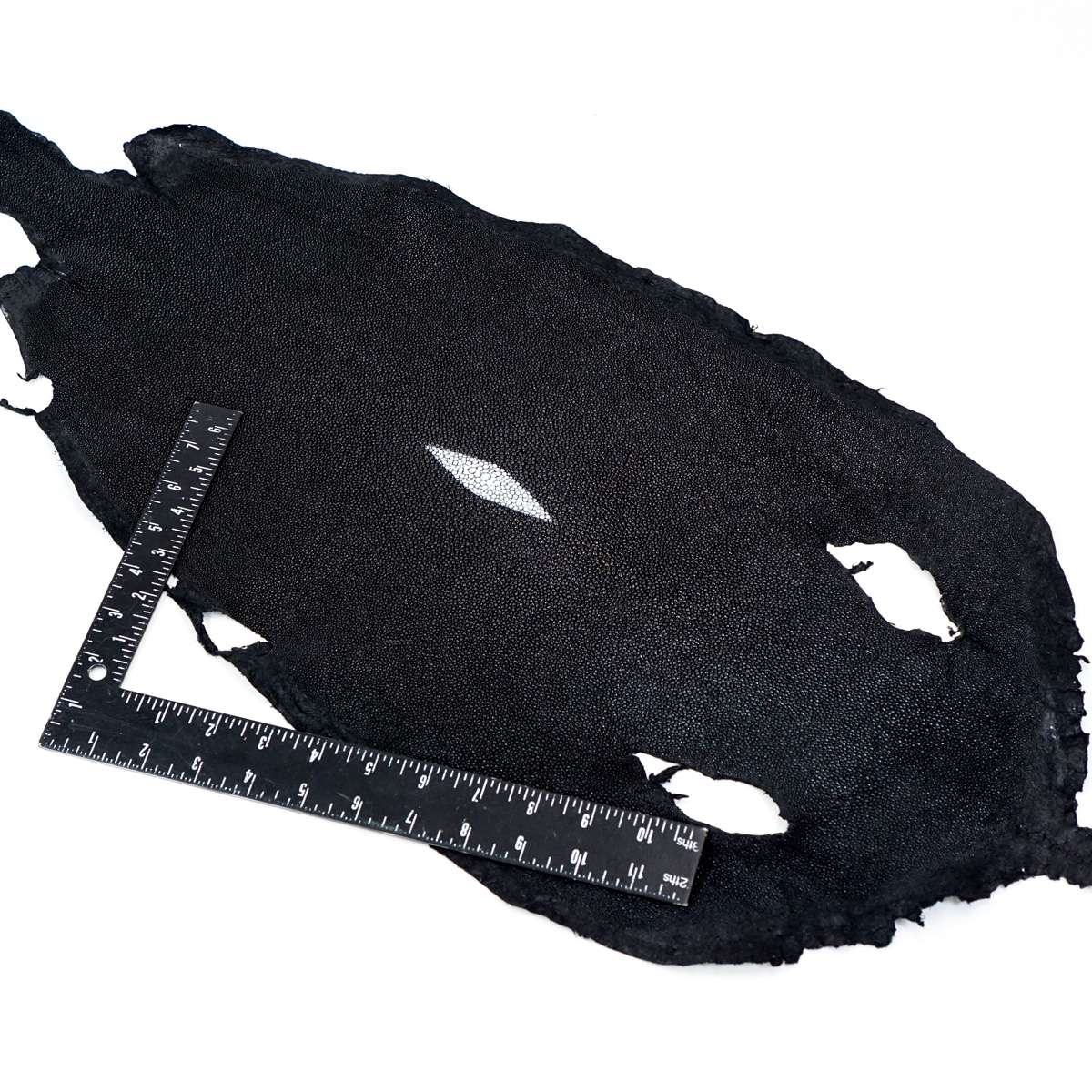 39-82009.SLC.3.jpg Large Black Stingray Image