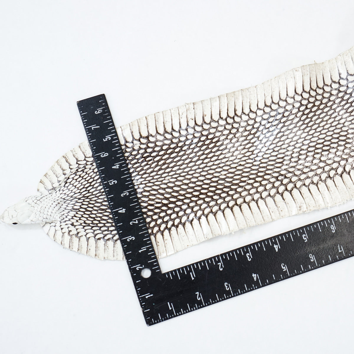 39-1.SLC.2.jpg Natural Cobra Skin with Head Image