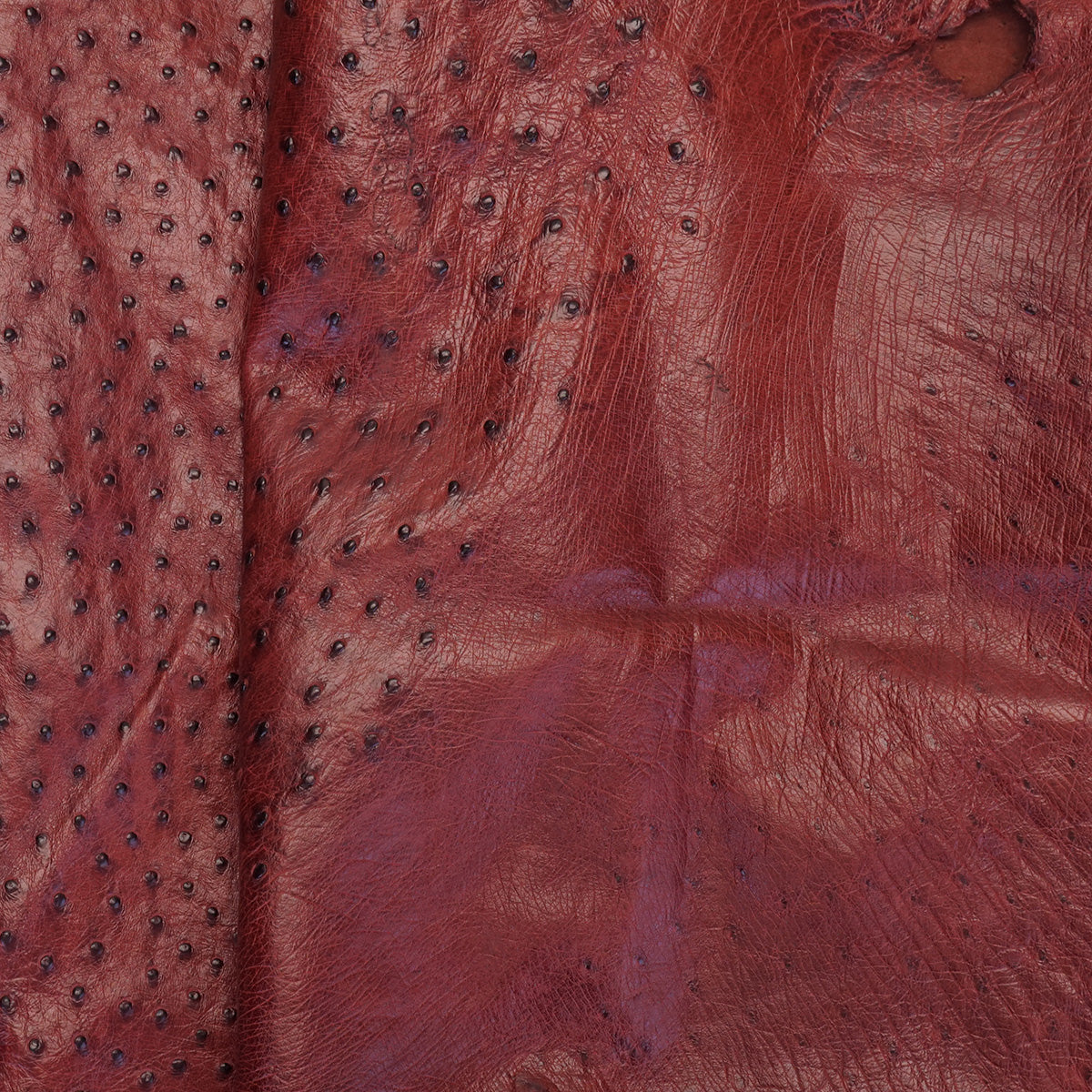 OSTH.Almond.02.jpg Ostrich Hides Image