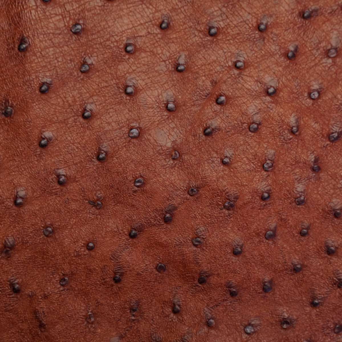 OSTH.Brandy.02.jpg Ostrich Hides Image