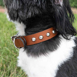 Leather Dog Collar Kit