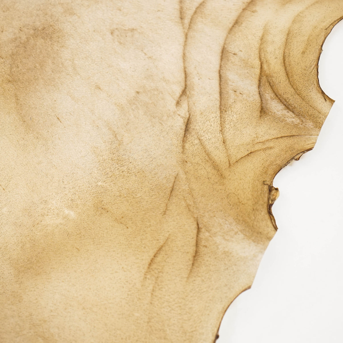 Goat Rawhide - Large, additional view 2