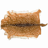50-001.SLC.1.jpg Axis Deer Hide Image