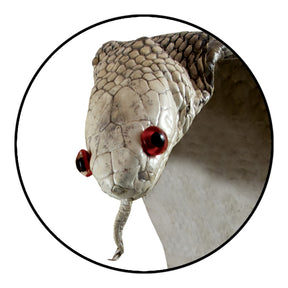 Natural Cobra Skin with Head