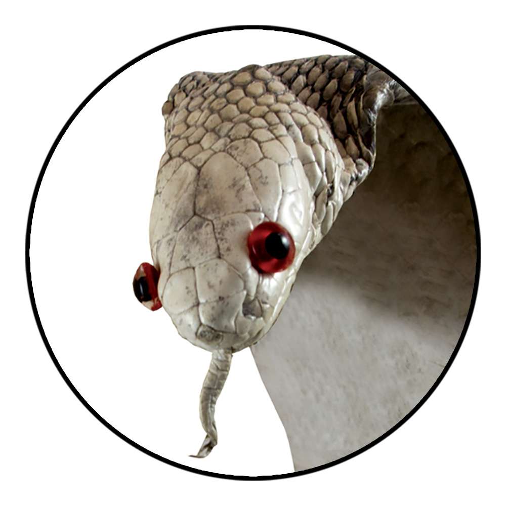 39-1.SLC.4.jpg Natural Cobra Skin with Head Image