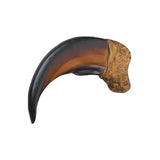3 ½" Resin Bear Claw