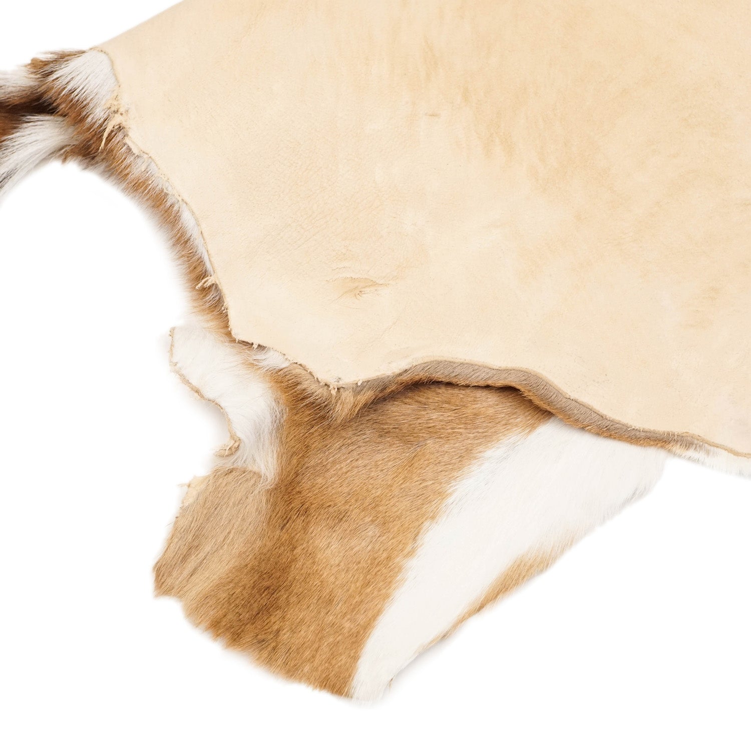Axis Deer Hide | Springfield Leather Co.