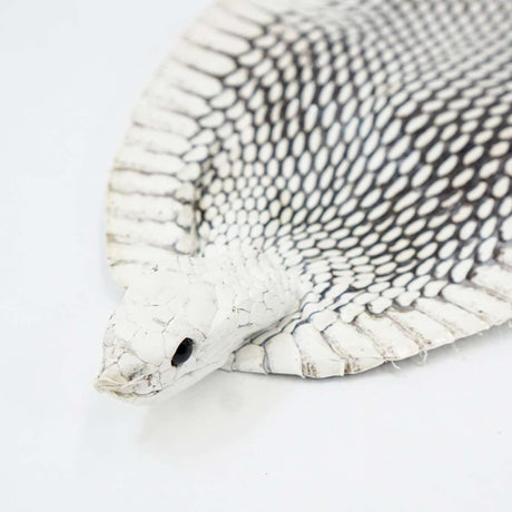 39-1.SLC.1.jpg Natural Cobra Skin with Head Image