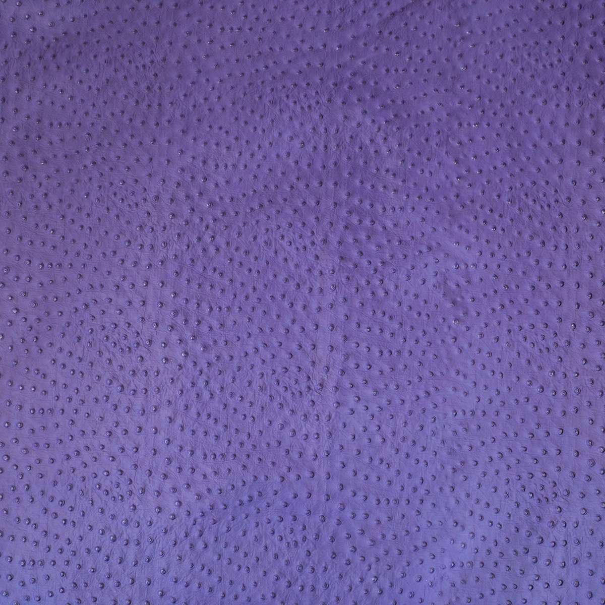 62-49.SLC.03.jpg Ostrich Print on Cow Sides - African Violet Image