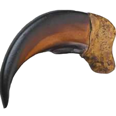 16-22.SLC.jpg 2" Resin Bear Claw Image