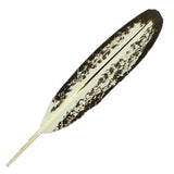 Immature Bald Eagle Feather
