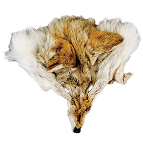 Coyote Face