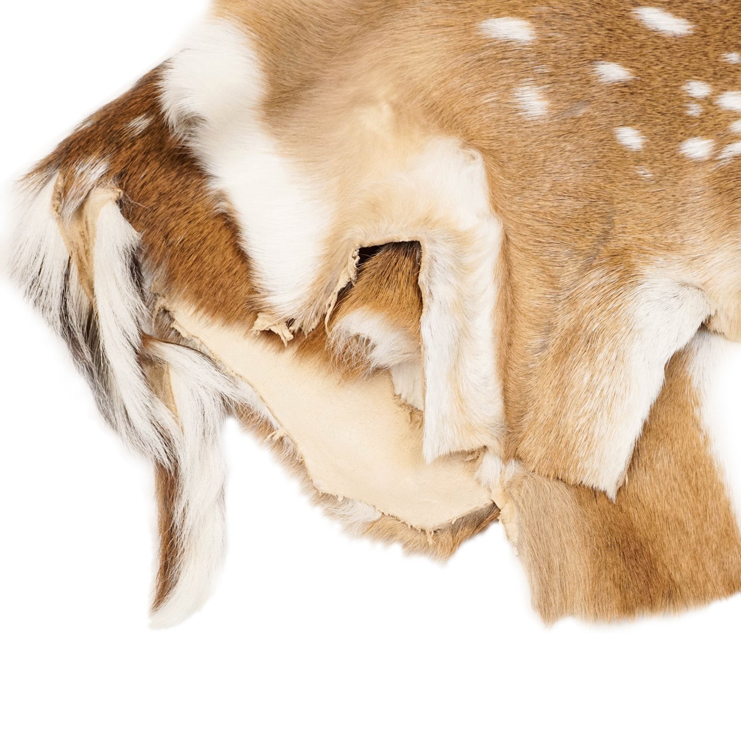 2011 A/W rehacer Deerskin レアセル 鹿革　キャンバス Axis Deer Hide | Springfield Leather Co.