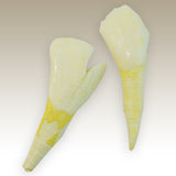 5pk Buffalo Water Teeth