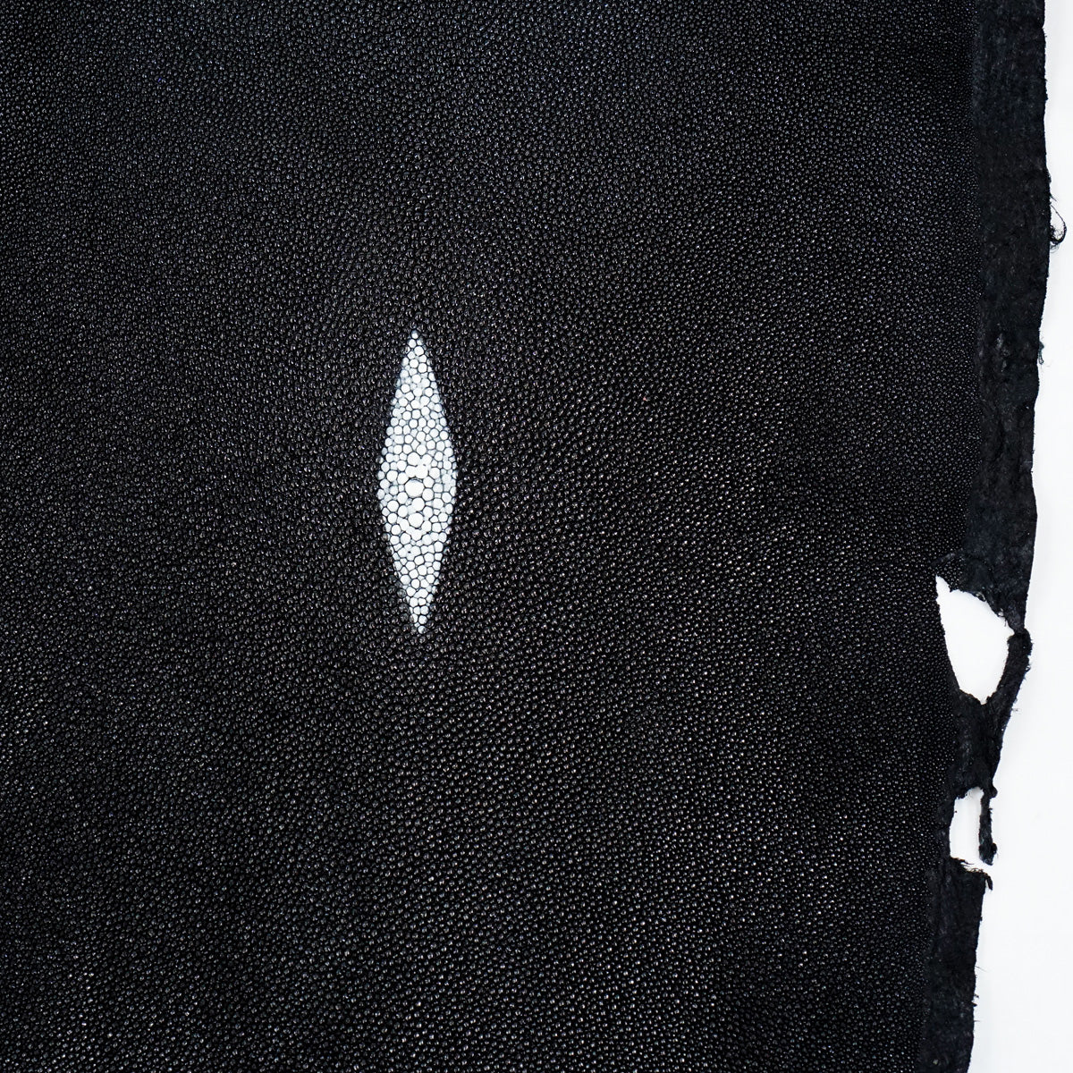 39-82009.SLC.2.jpg Large Black Stingray Image