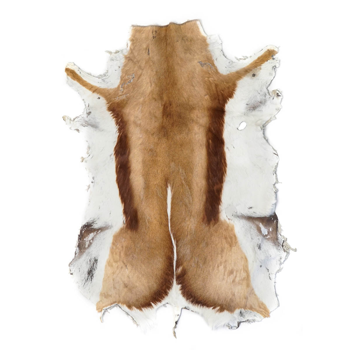 63-04.SLC.01.jpg Springbok Hair-on Skin Image