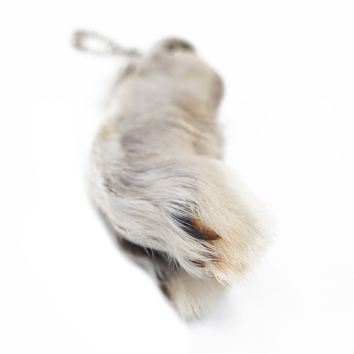 16-3338.SLC.3.jpg Assorted Rabbit Foot Image
