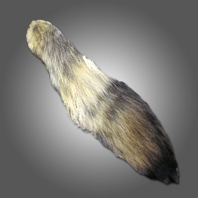 126-62.SLC.jpg Coyote Tail Image