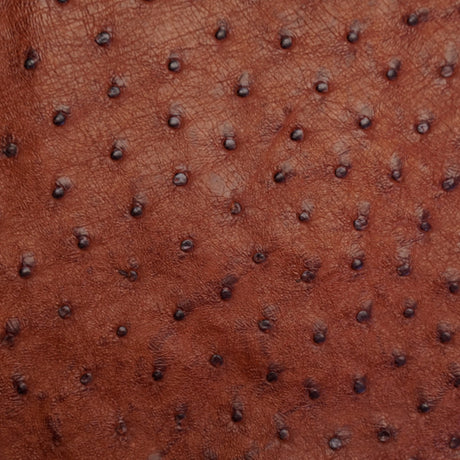 OSTH.Brandy.02.jpg Ostrich Hides Image
