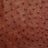 OSTH.Brandy.02.jpg Ostrich Hides Image
