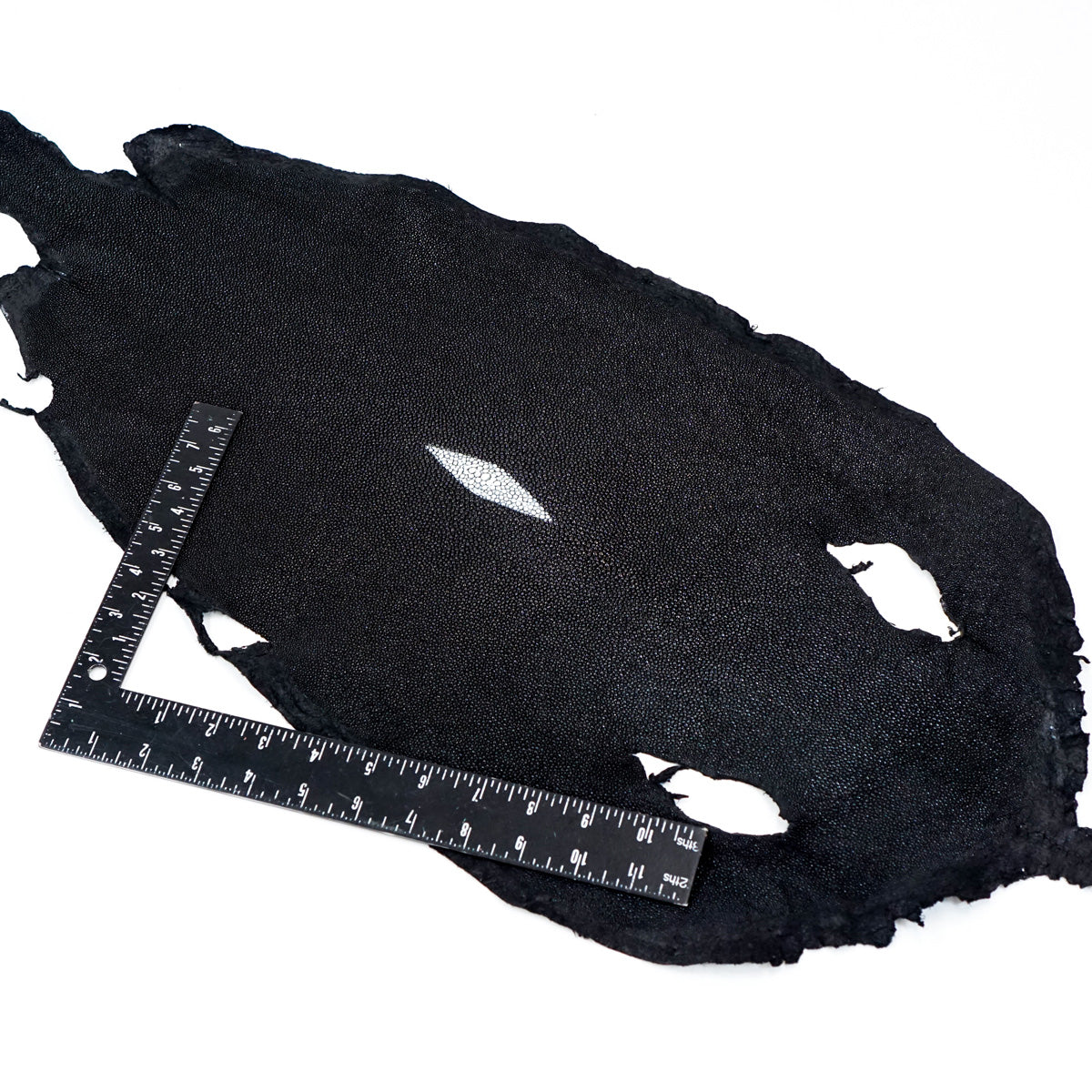 39-82009.SLC.3.jpg Large Black Stingray Image