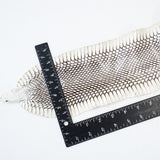 39-1.SLC.2.jpg Natural Cobra Skin with Head Image