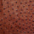 OSTH.Brandy.02.jpg Ostrich Hides Image