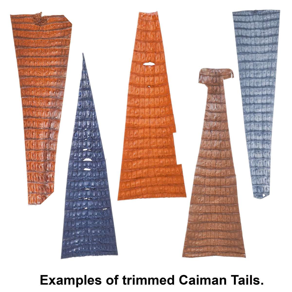 76-2.SLC.4.jpg Trimmed Caiman Tail - Cognac  Image