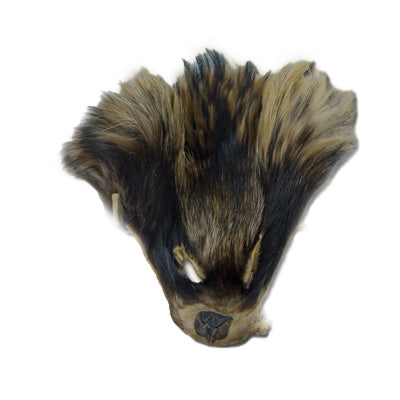 126-1933.SLC.jpg Finn Raccoon Face Image