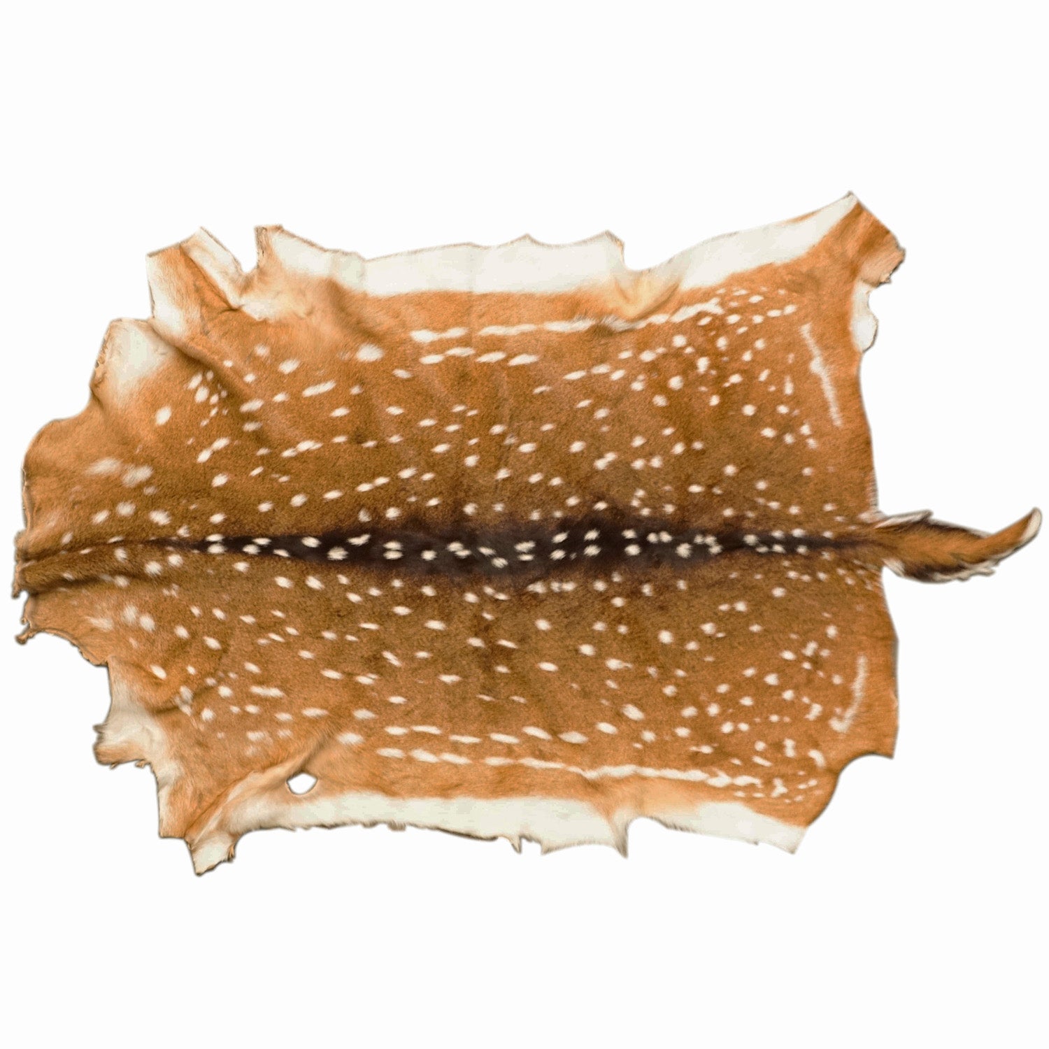 Axis Deer Hide | Springfield Leather Co.