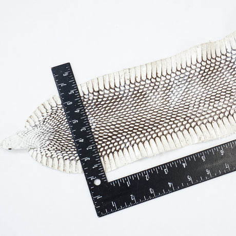 39-1.SLC.2.jpg Natural Cobra Skin with Head Image