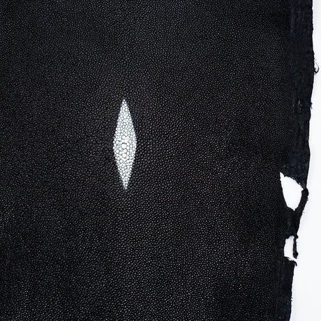 39-82009.SLC.2.jpg Large Black Stingray Image